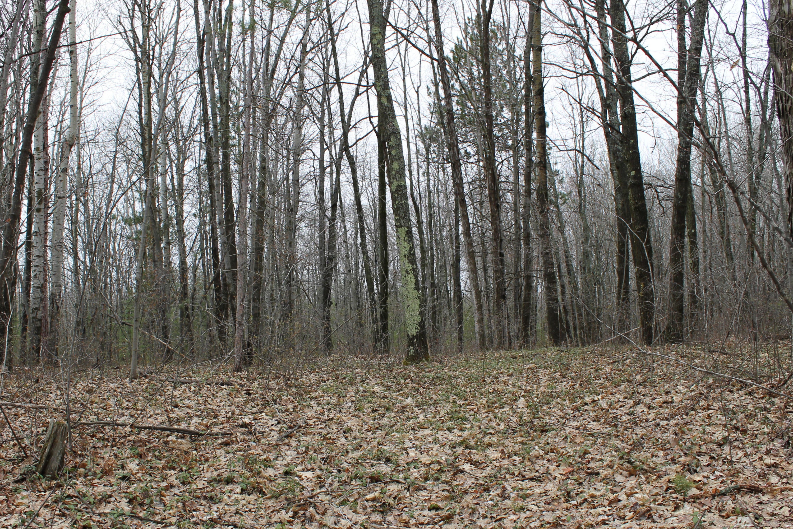 South Extension Road Indian River, MI 49749 - Photo 17 of 19 Gallery Image 17