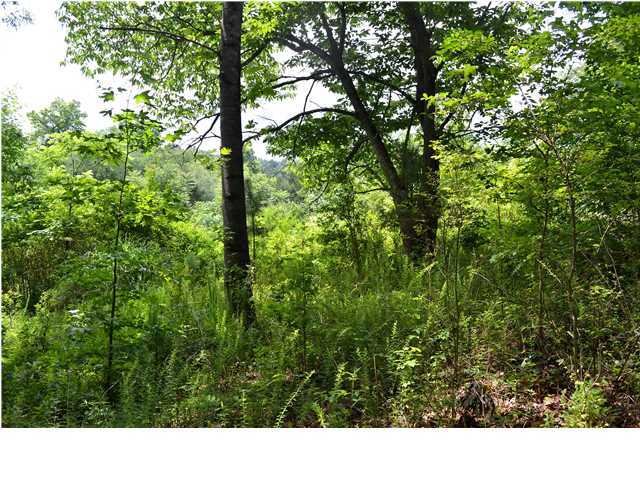 0 Old Stage Road Soddy Daisy, TN 37379 - Photo 17 of 19 Additional Photo