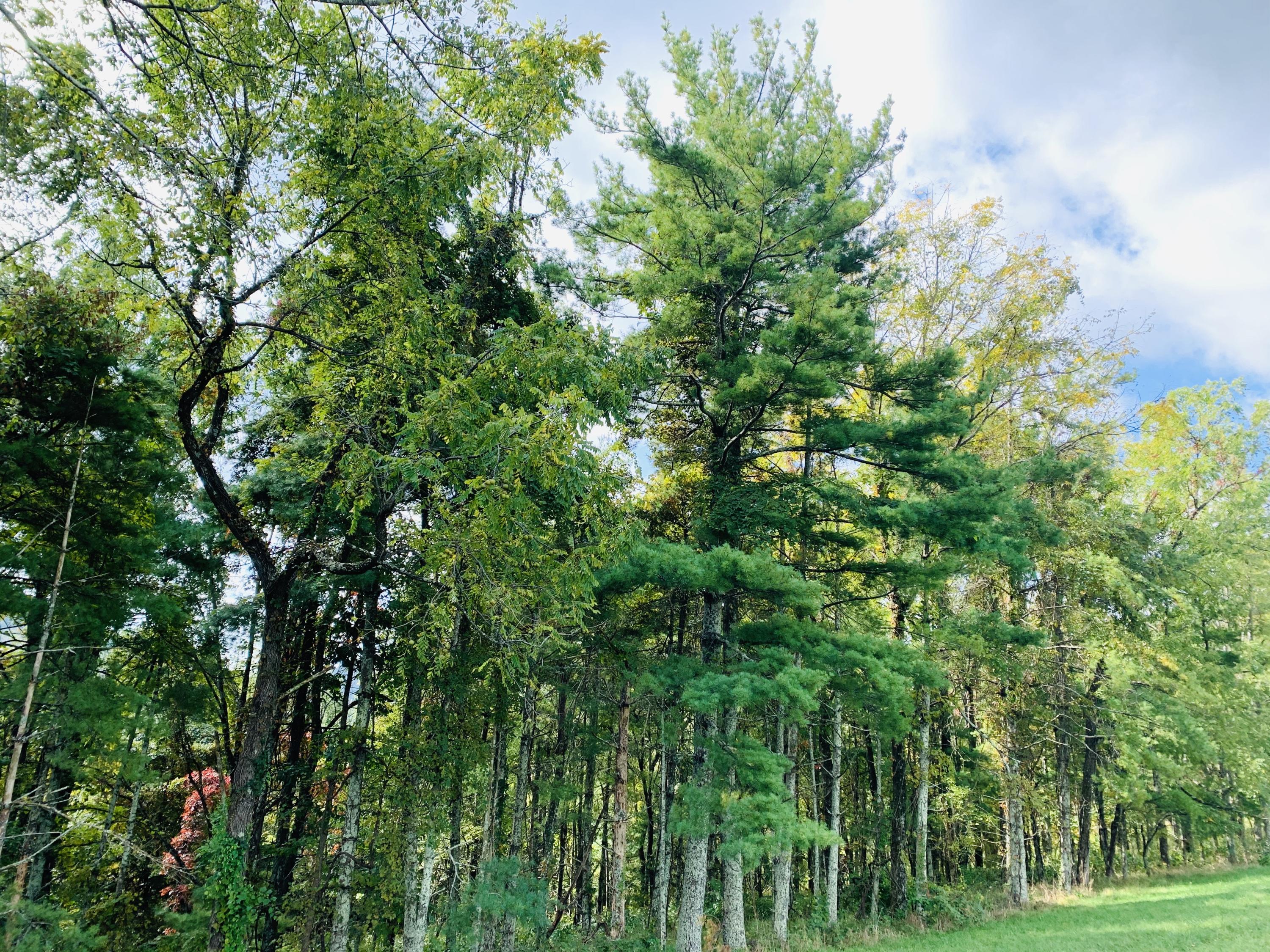 7506 Roaring Run Road Covington, VA 24426 - Photo 11 of 14 a view of a lush green space