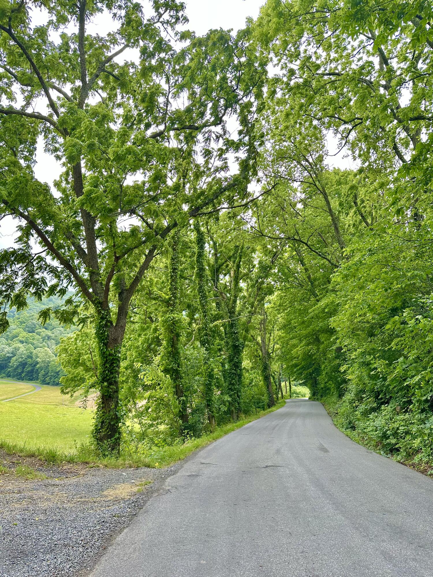7506 Roaring Run Road Covington, VA 24426 - Photo 14 of 14 a view of a plants and trees in the background