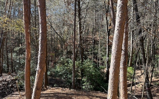 100 Bentley Cove Murphy, NC 28906 - Photo 9 of 12 Additional View