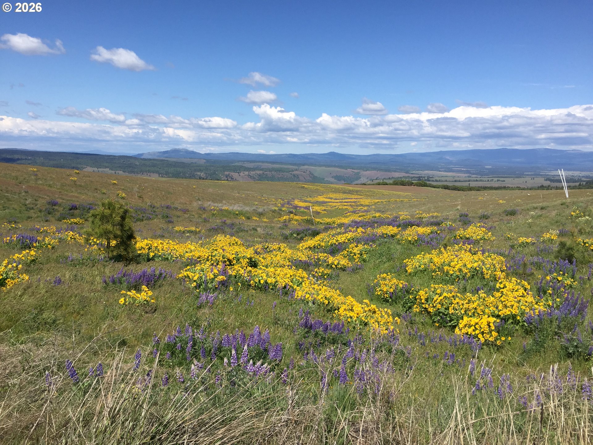 412 Schilling Road Lyle, WA 98635 - Photo 47 of 48