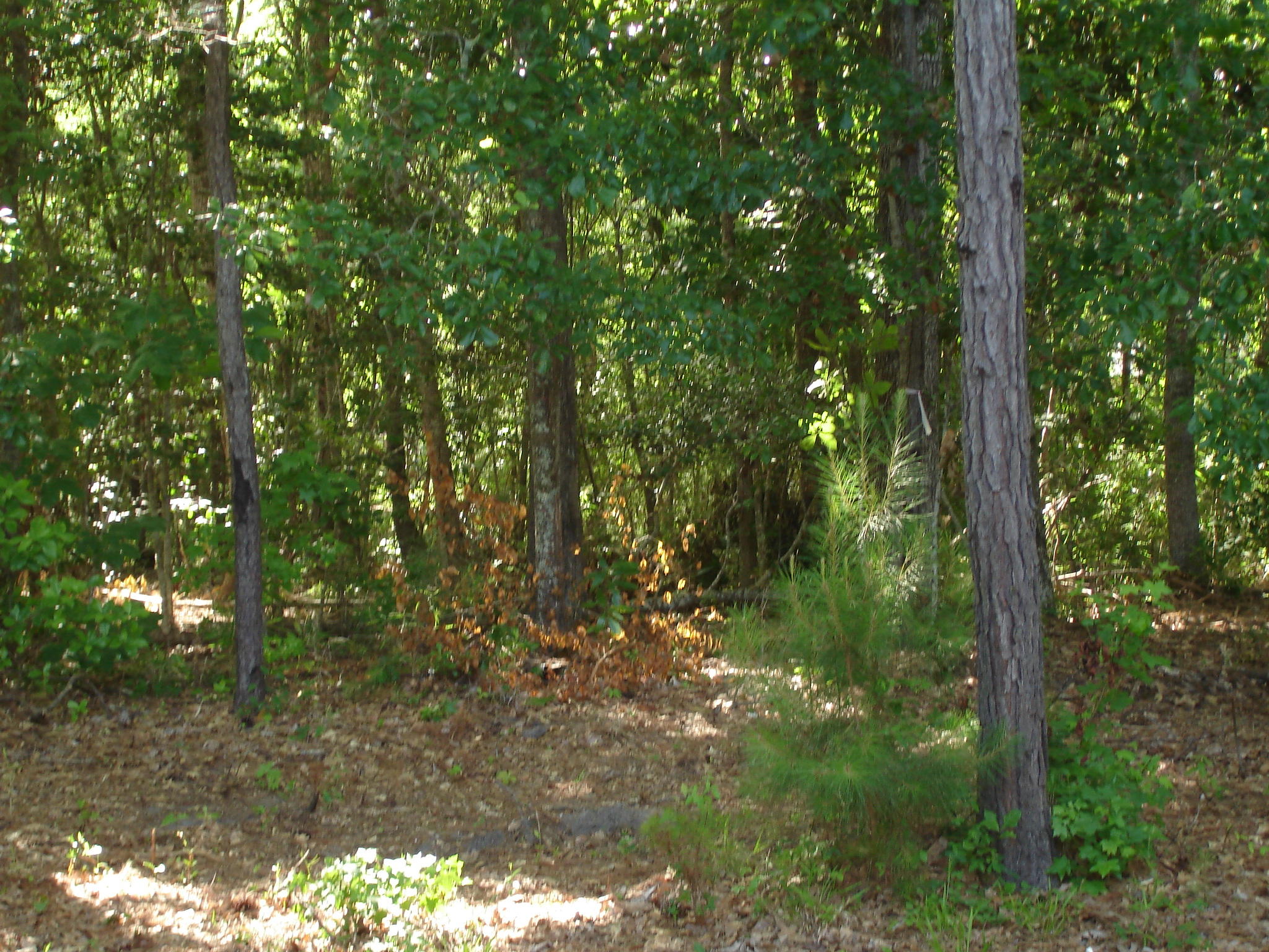 5545 Golden Rice Lane Ravenel, SC 29470 - Photo 12 of 12 Rice Hope lot 19 pictures (10) - Copy