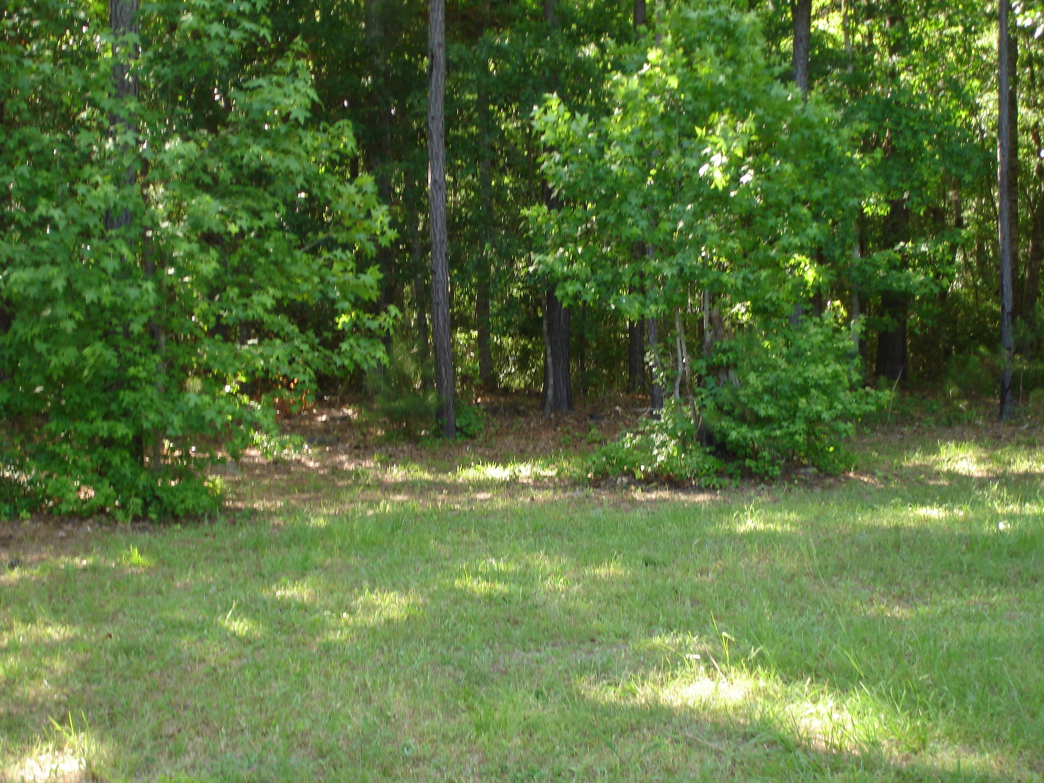 5545 Golden Rice Lane Ravenel, SC 29470 - Photo 9 of 12 Rice Hope lot 19 pictures (5) - Copy