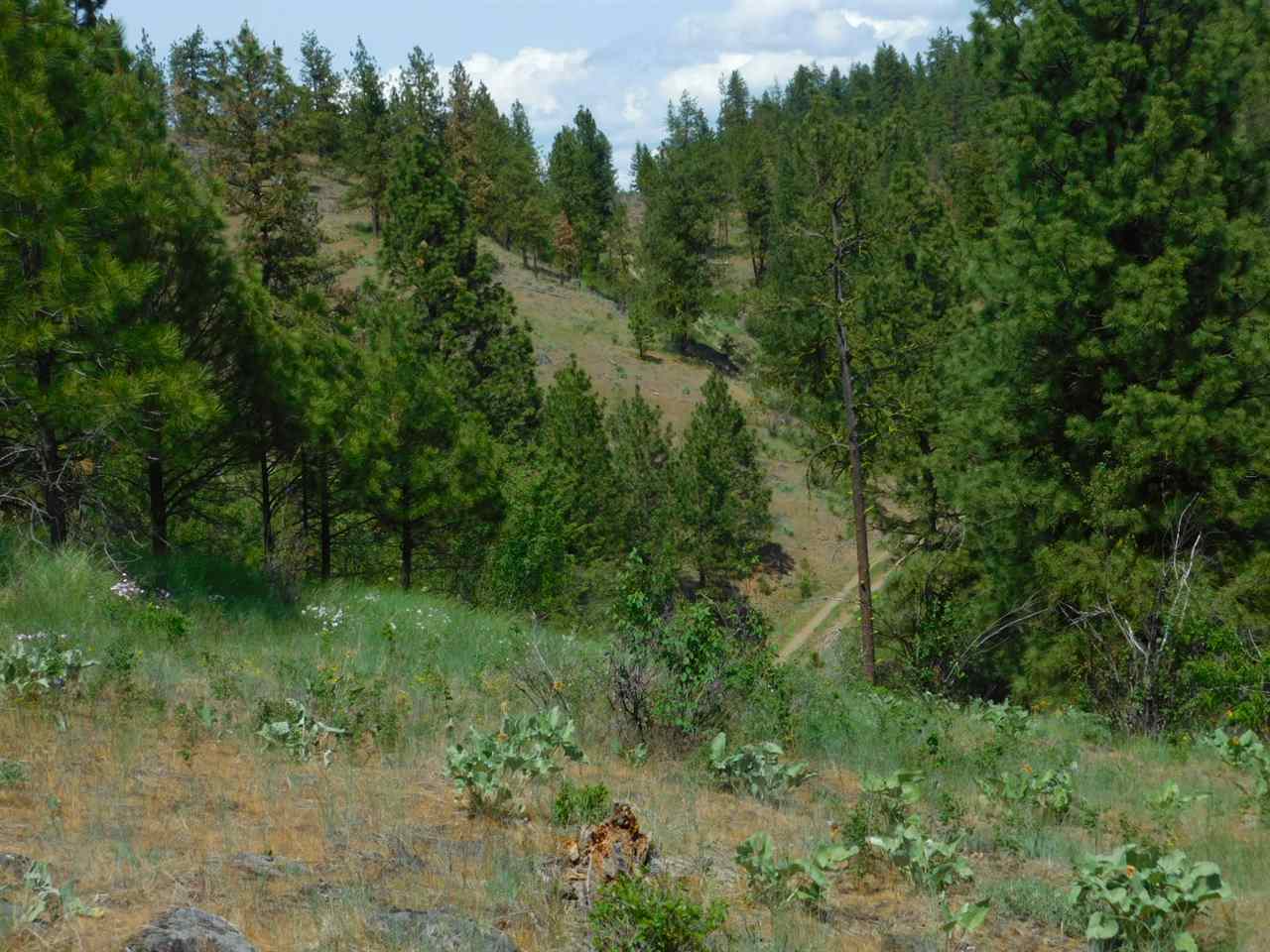 Tbd Tbd Wolf Way Hunters, WA 99137 - Photo 12 of 20 Gallery Image 12