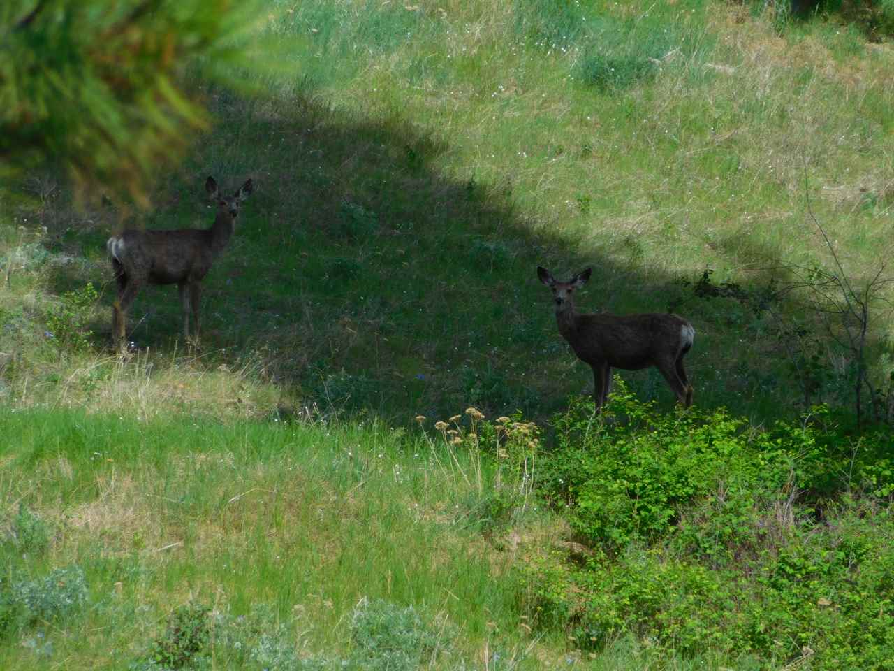 Tbd Tbd Wolf Way Hunters, WA 99137 - Photo 13 of 20 Gallery Image 13