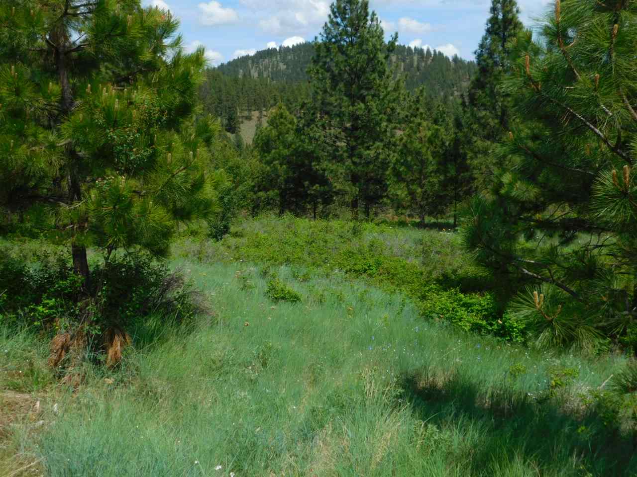 Tbd Tbd Wolf Way Hunters, WA 99137 - Photo 10 of 20 Gallery Image 10