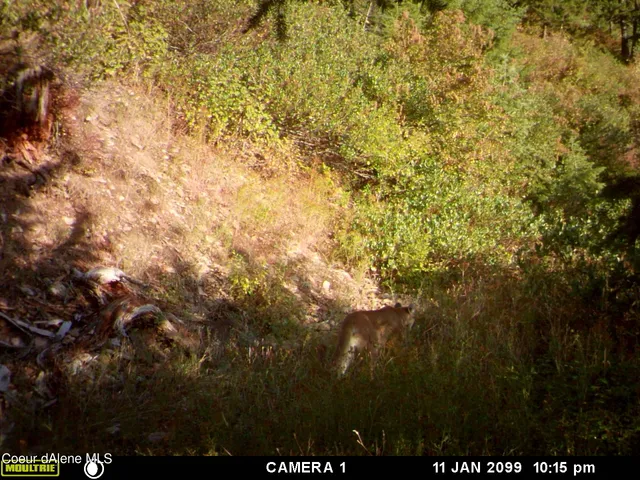 $138,800 | 34.38 Acres Road, Wallace, ID 83873