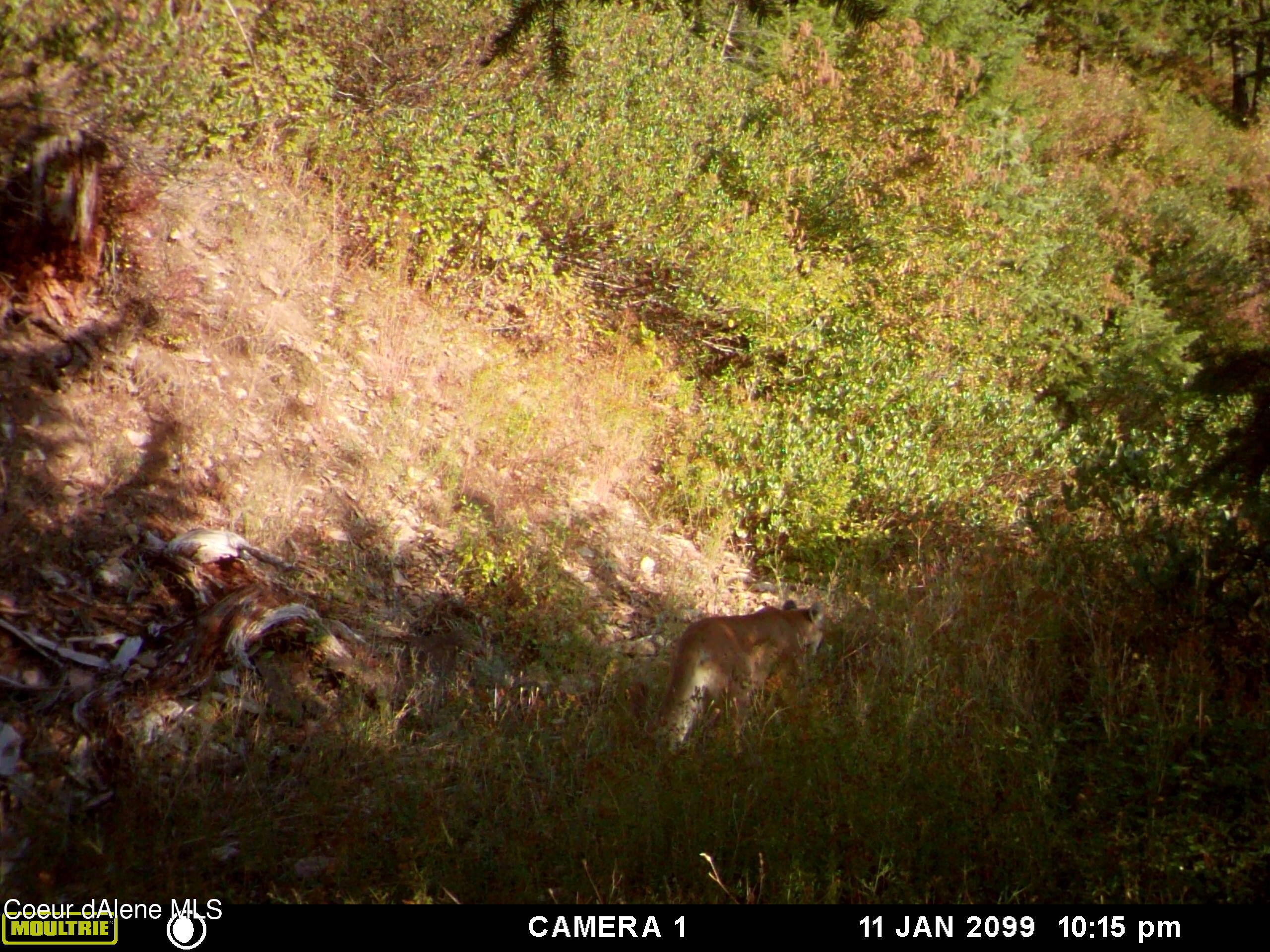 34.38 Acres Road Wallace, ID 83873 - Photo 2 of 37 MFDC0124
