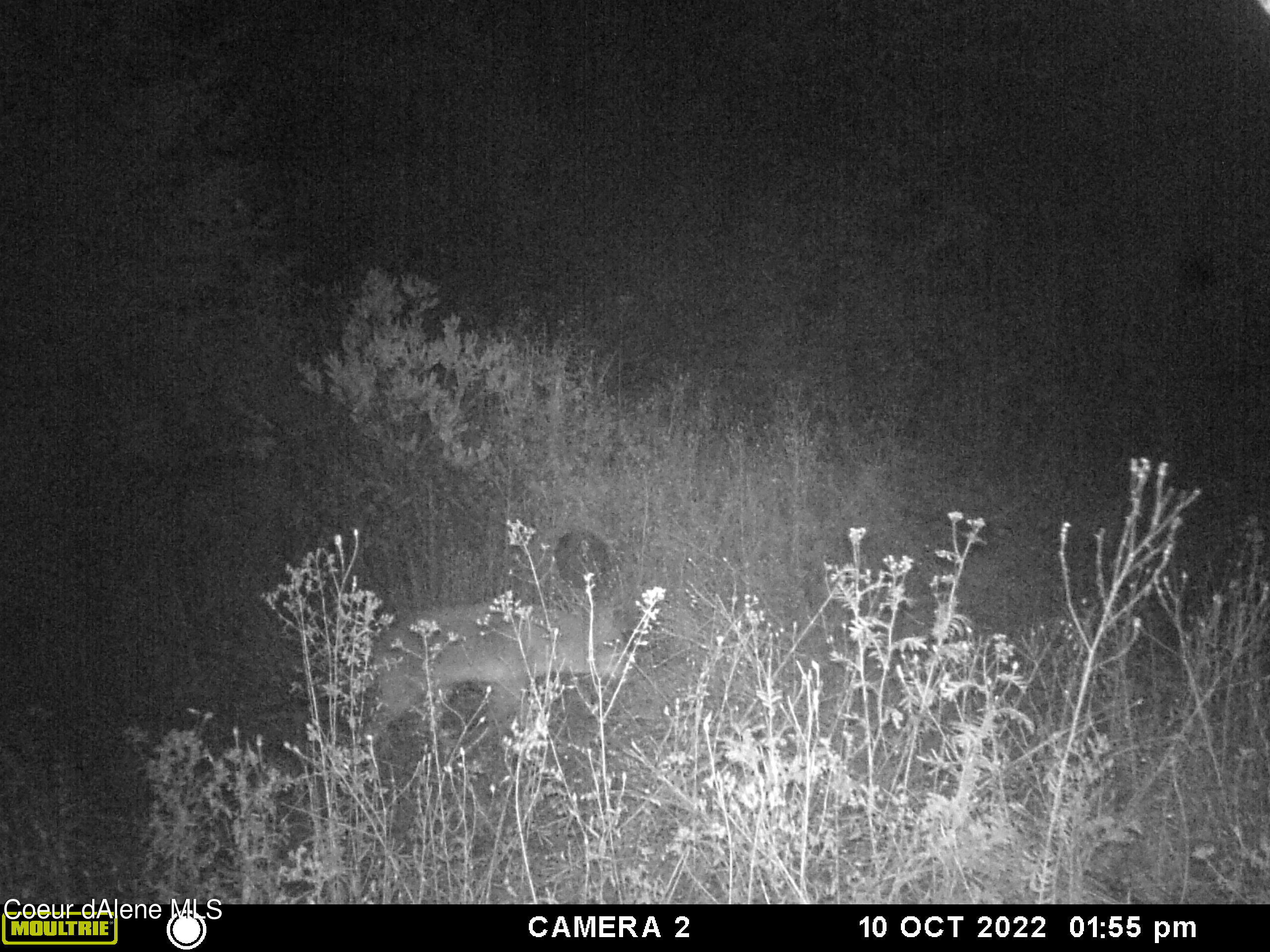 34.38 Acres Road Wallace, ID 83873 - Photo 27 of 37 MFDC8658