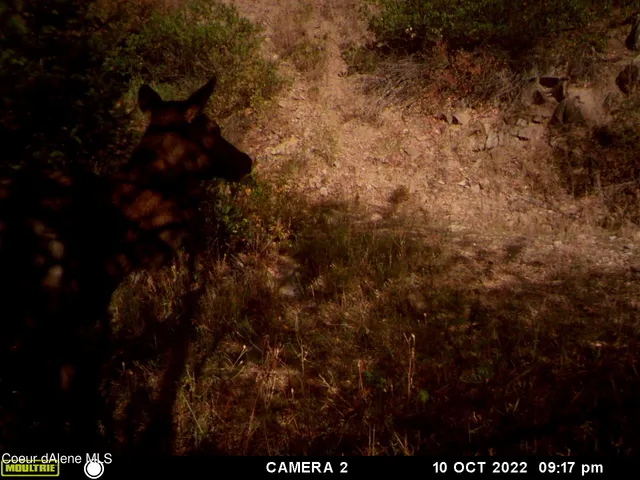 $138,800 | 34.38 Acres Road, Wallace, ID 83873