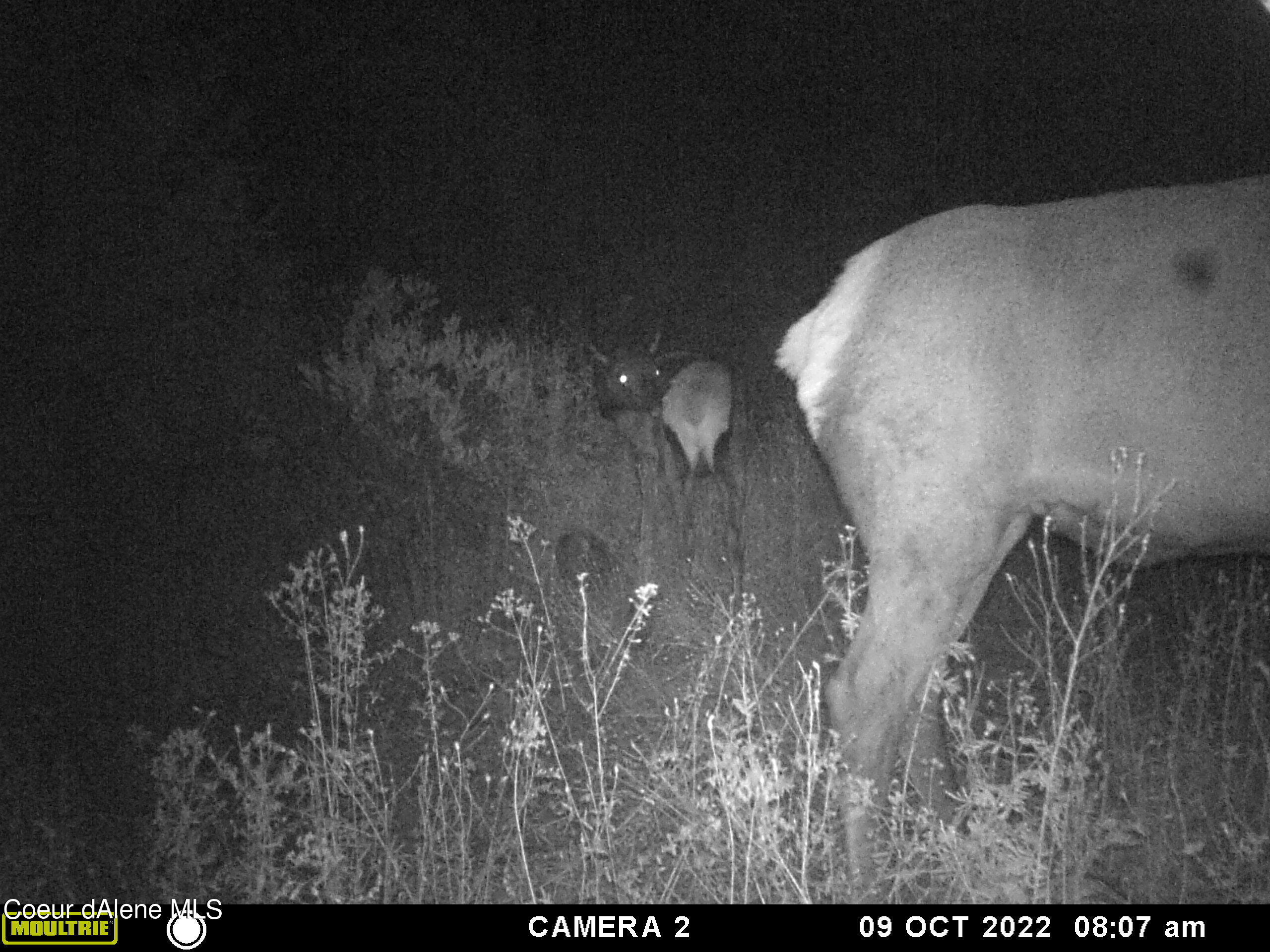 34.38 Acres Road Wallace, ID 83873 - Photo 37 of 37 MFDC8648