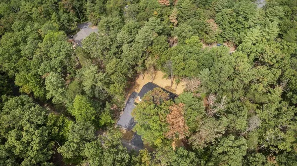 a view of a forest with a tree