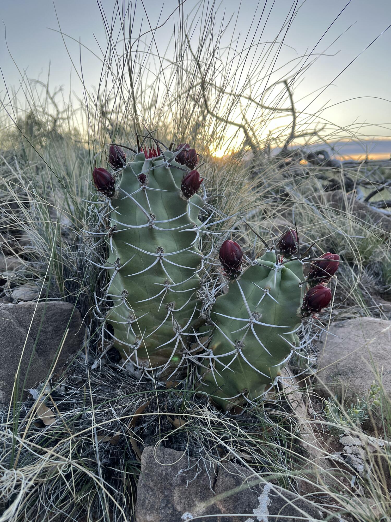 101 Wild Primrose Road Placitas, NM 87043 - Photo 11 of 17 Gallery Image 11