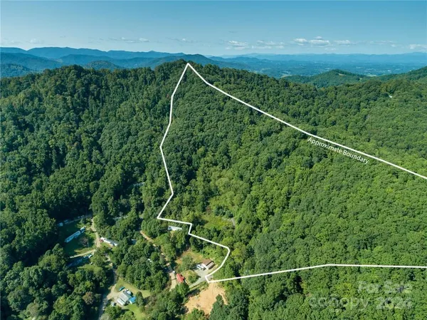 a view of a lush green forest with a mountain