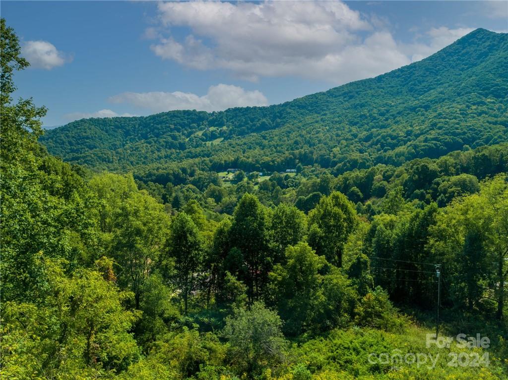 58 Grooms Road Candler, NC 28715 - Photo 8 of 12 a view of a big yard with plants and large trees