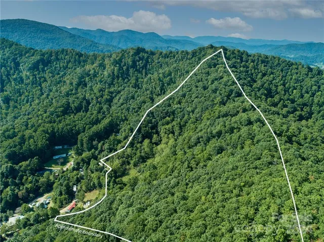 a view of a lush green forest with a street
