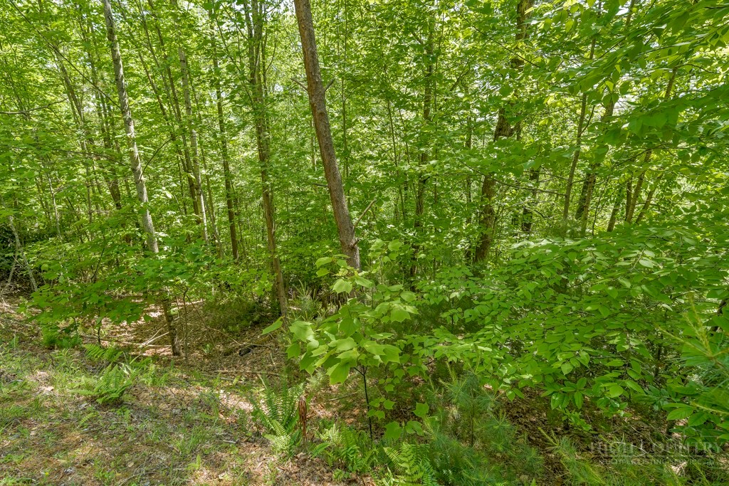 Lot 36 Daisy Ridge Road Banner Elk, NC 28604 - Photo 19 of 34 Gallery Image 19