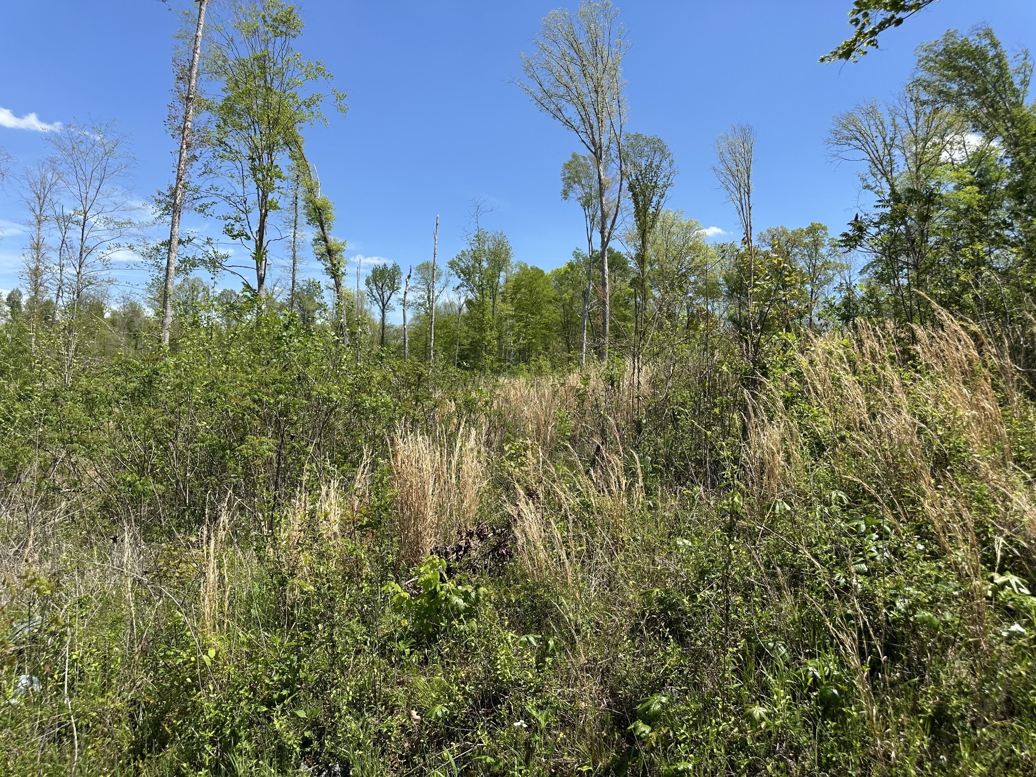 0 Murrell Road Dickson, TN 37055 - Photo 5 of 44