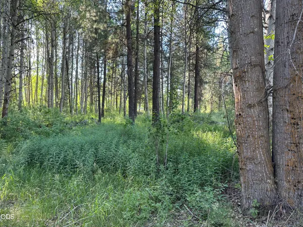 a lush green forest with lots of trees