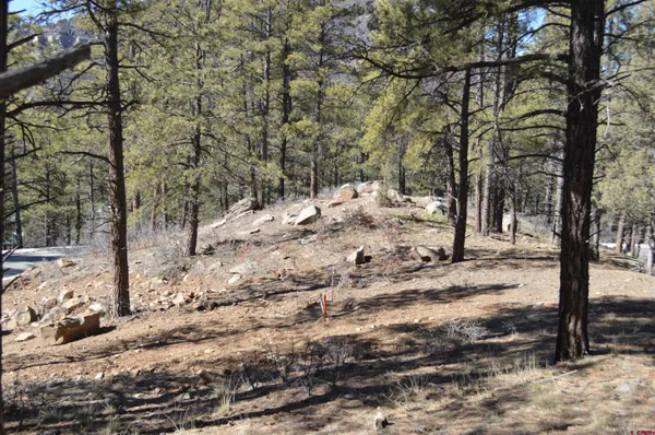 a view of a forest filled with trees