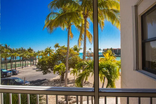 a view of a palm plant from a window