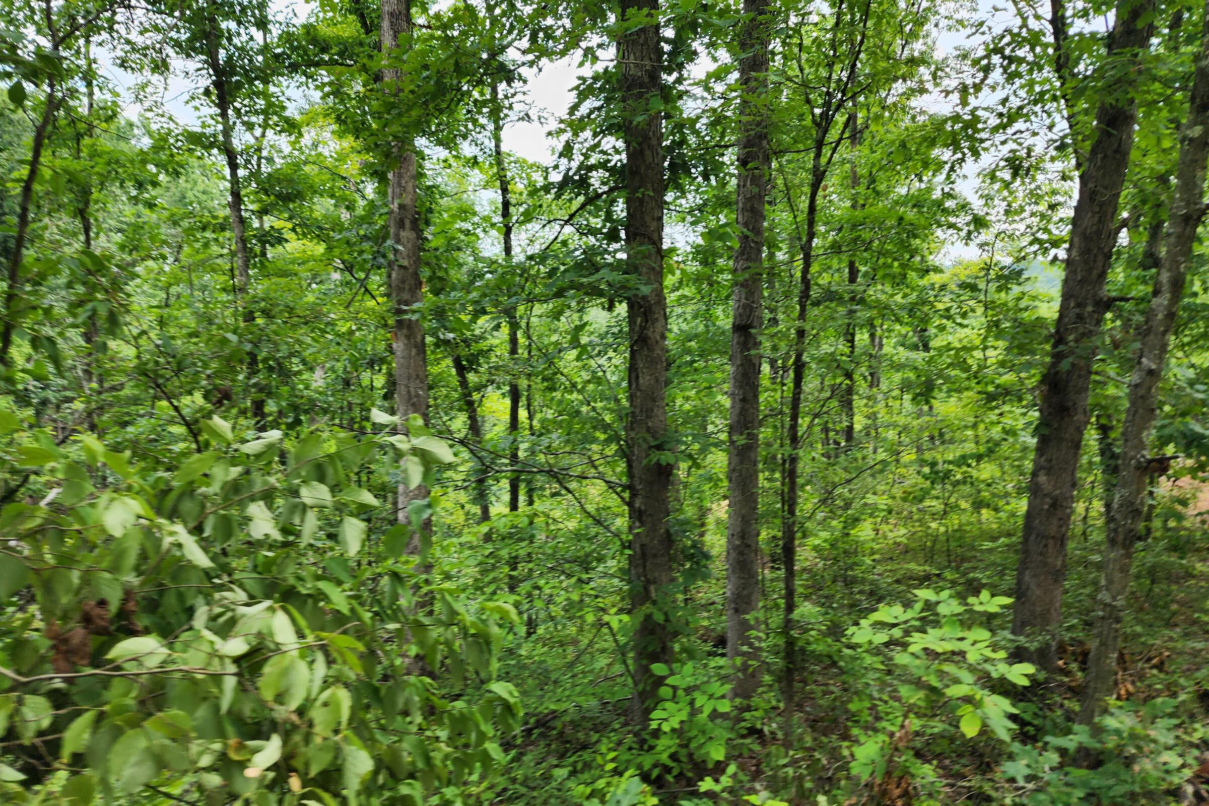 0 Back Run Road, Unit TRACT 3) Philo, OH 43771 - Photo 10 of 50 20230724_152259