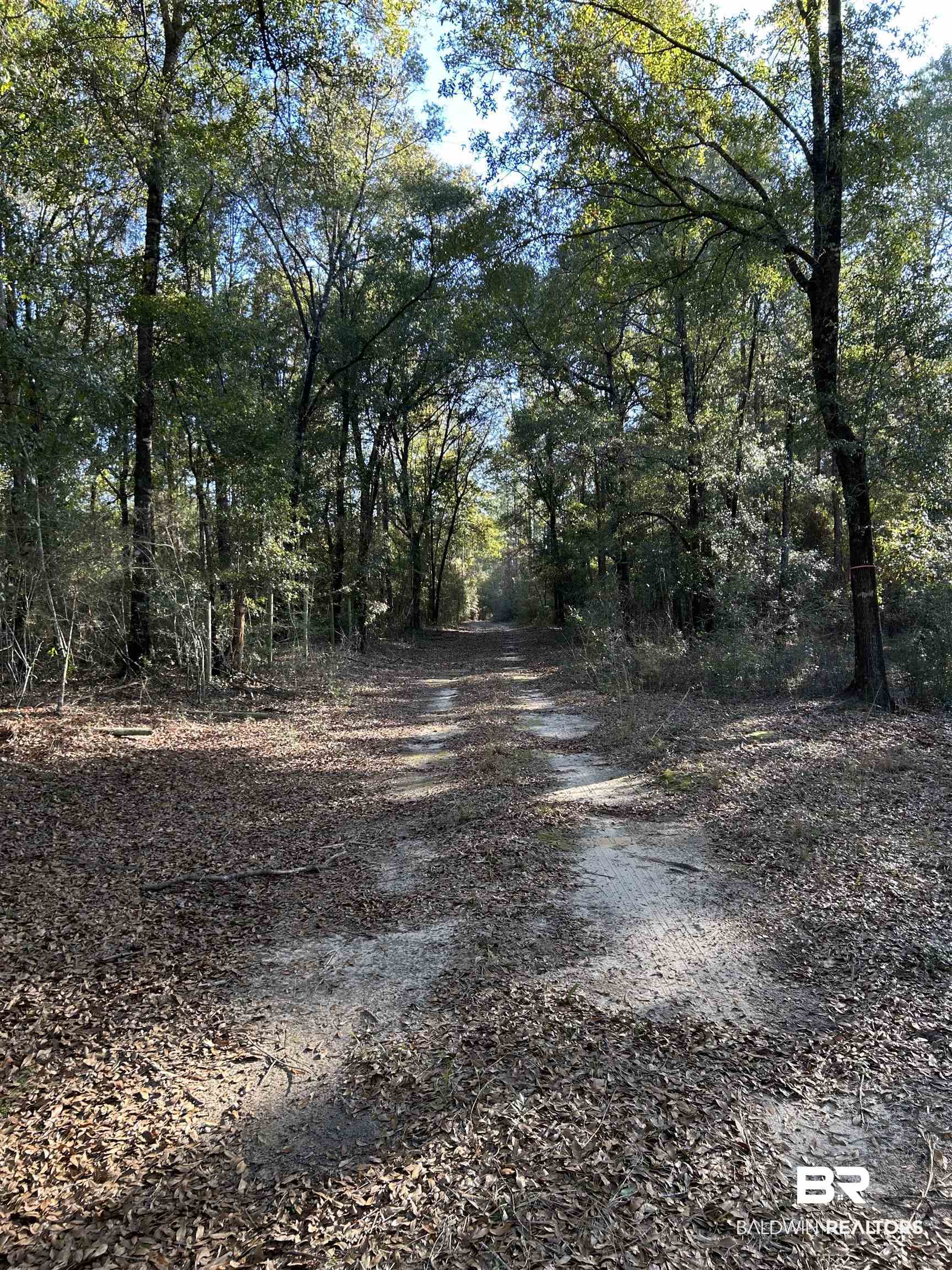 9550 A Sand Ridge Road Citronelle, AL 36522 - Photo 2 of 16 View of road