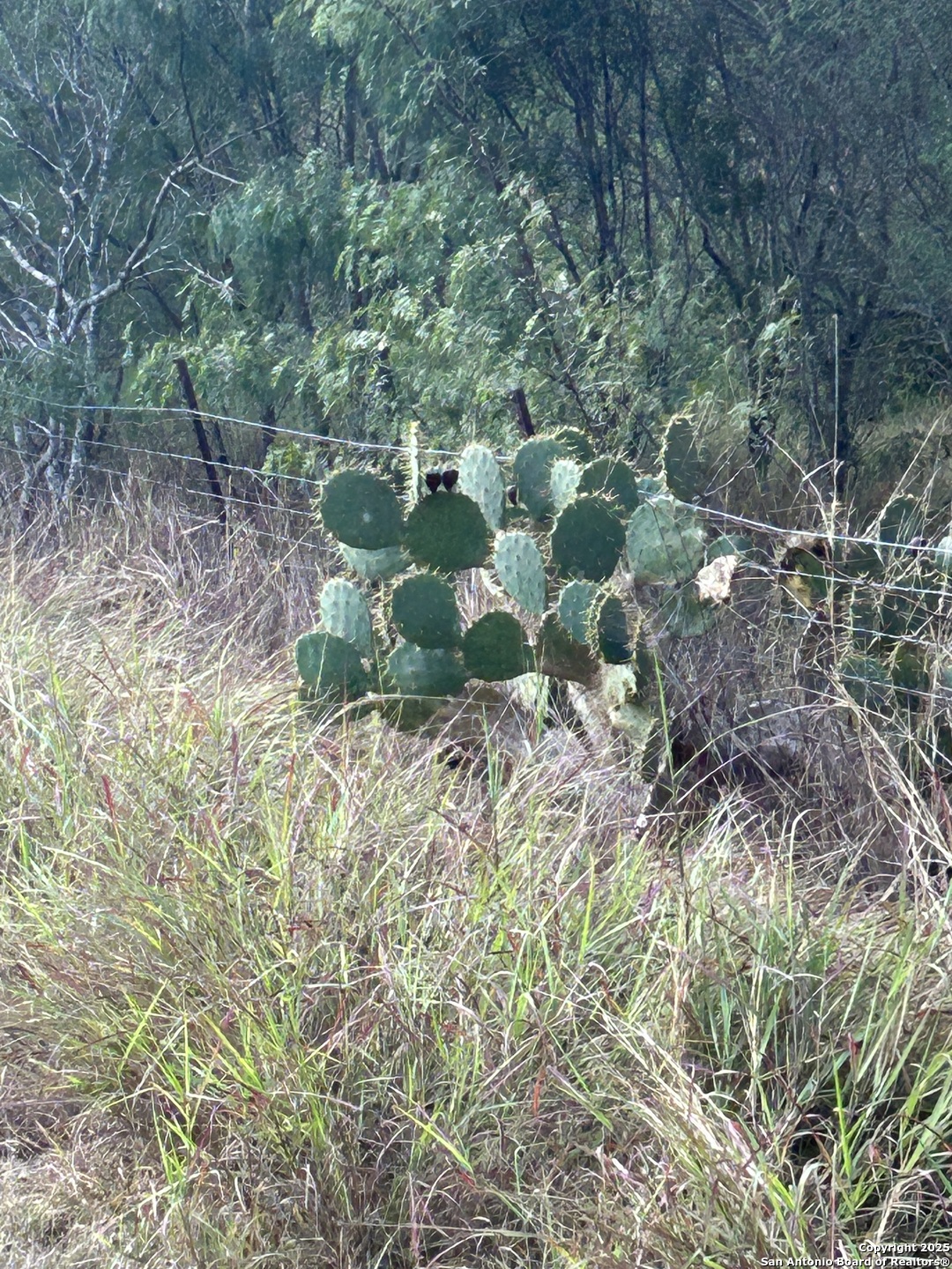 1242 Cologne Road Victoria, TX 77905 - Photo 25 of 29 a view of bushes and trees