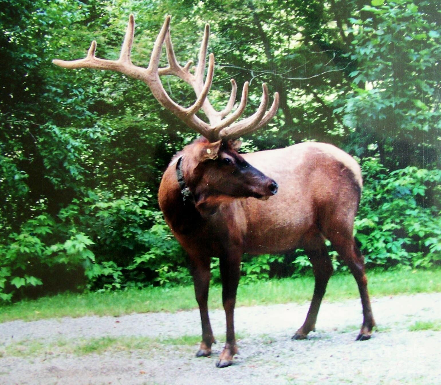 601 Tater Patch Road Maggie Valley, NC 28751 - Photo 45 of 46