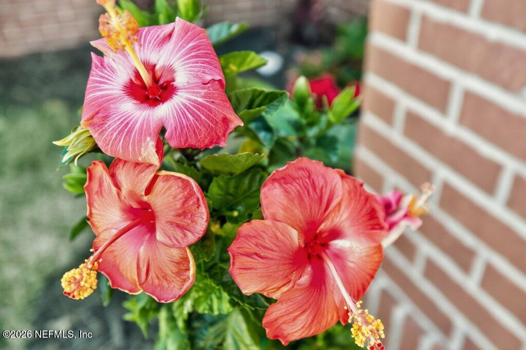 1218 Brighton Ridge Court Jacksonville, FL 32218 - Photo 4 of 41 008-1218BrightonRidgeCourt-Jacksonville-