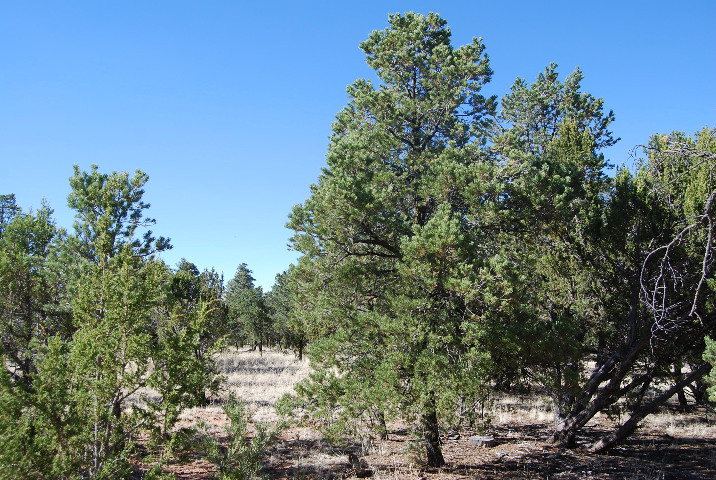 3073 Aspen Road Overgaard, AZ 85933 - Photo 1 of 17 a view of a city with lush green forest