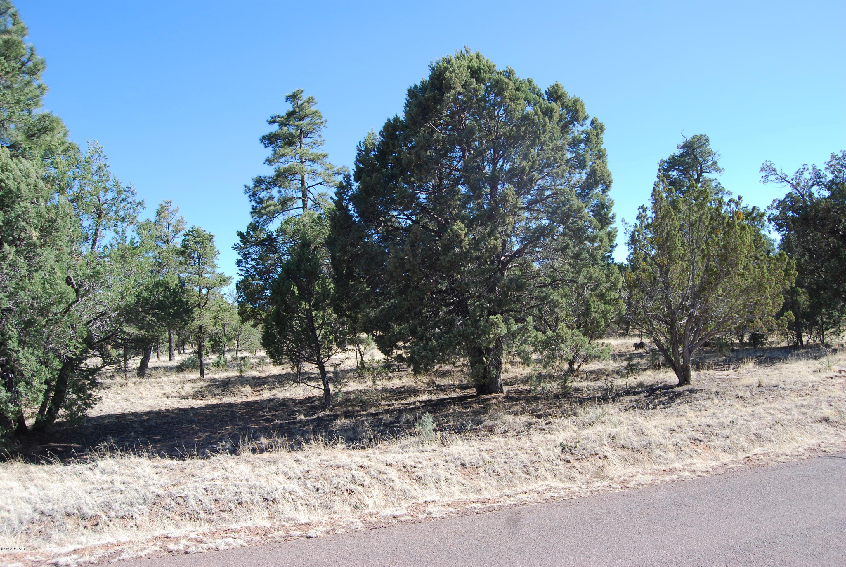 3073 Aspen Road Overgaard, AZ 85933 - Photo 14 of 17 a view of outdoor space with trees