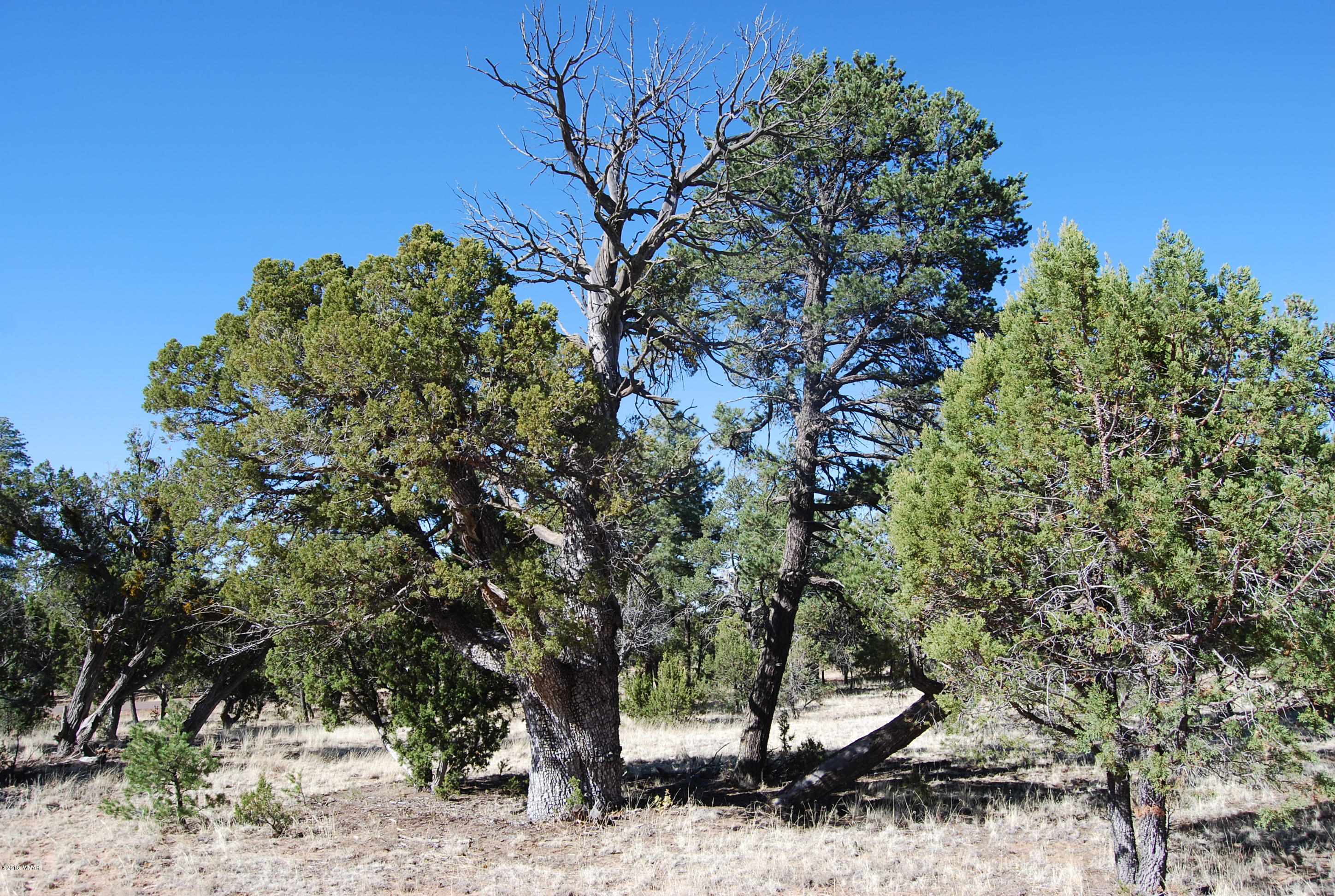 3073 Aspen Road Overgaard, AZ 85933 - Photo 2 of 17 a view of a tree is standing in between the field