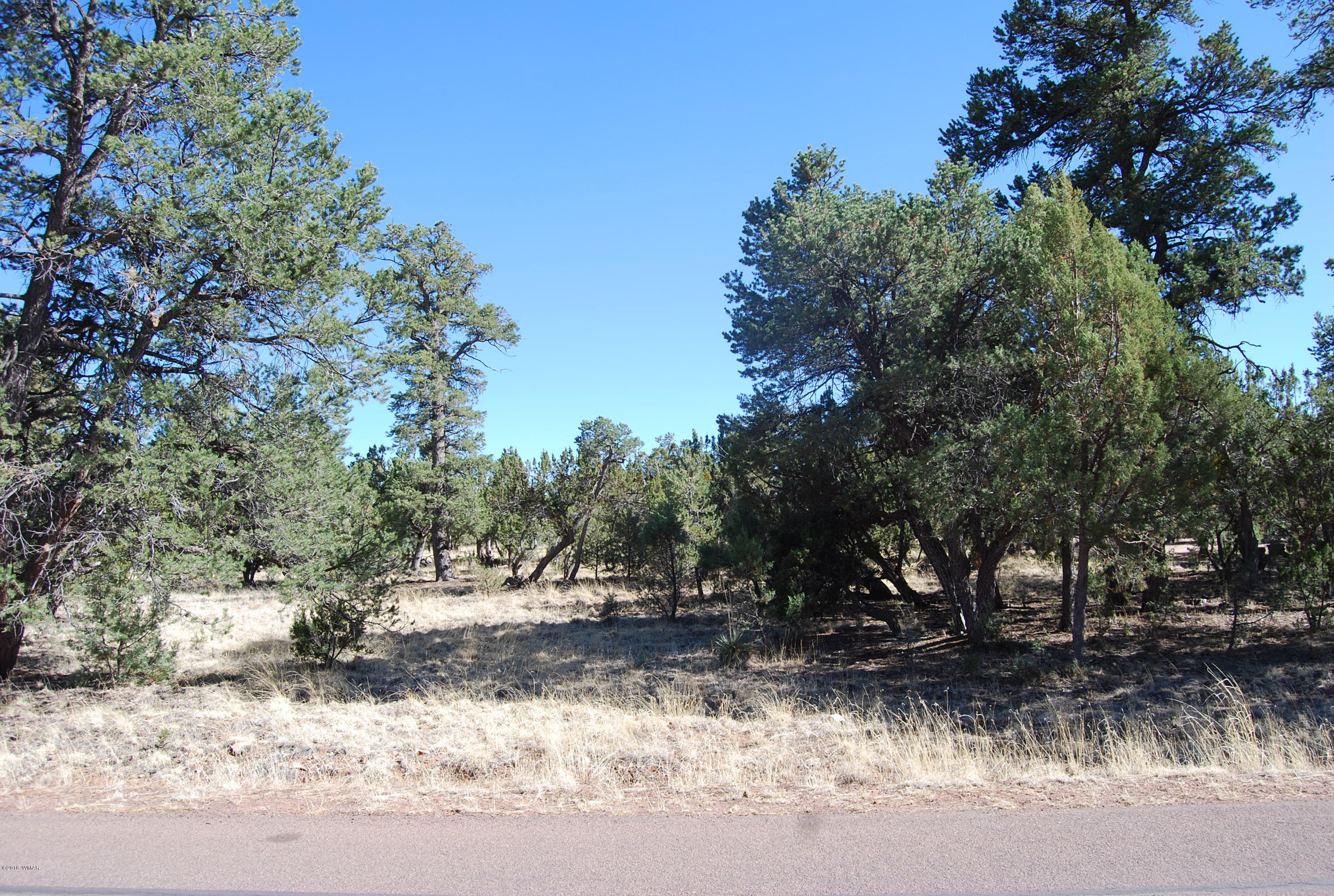 3073 Aspen Road Overgaard, AZ 85933 - Photo 3 of 17 a view of a yard with trees