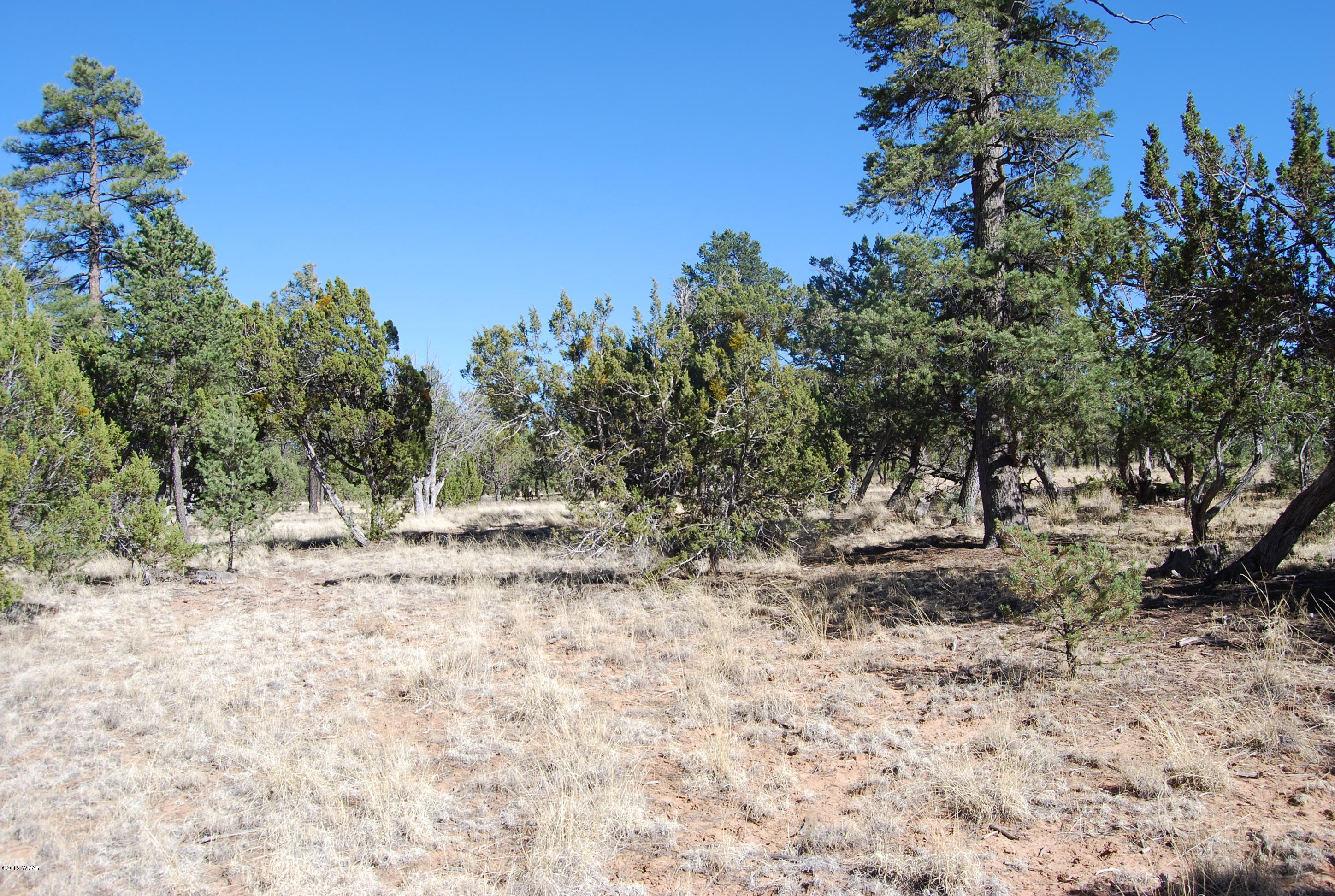 3073 Aspen Road Overgaard, AZ 85933 - Photo 7 of 17 a view of a yard with a tree