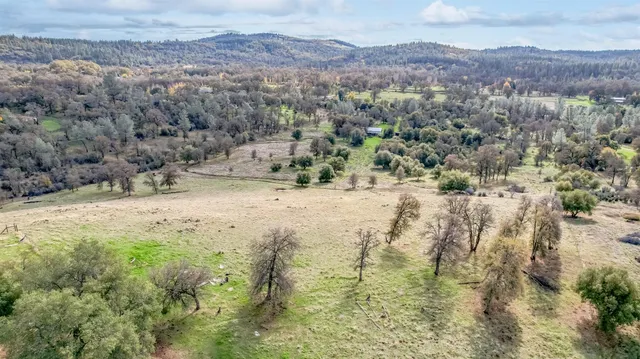 a view of a forest with trees