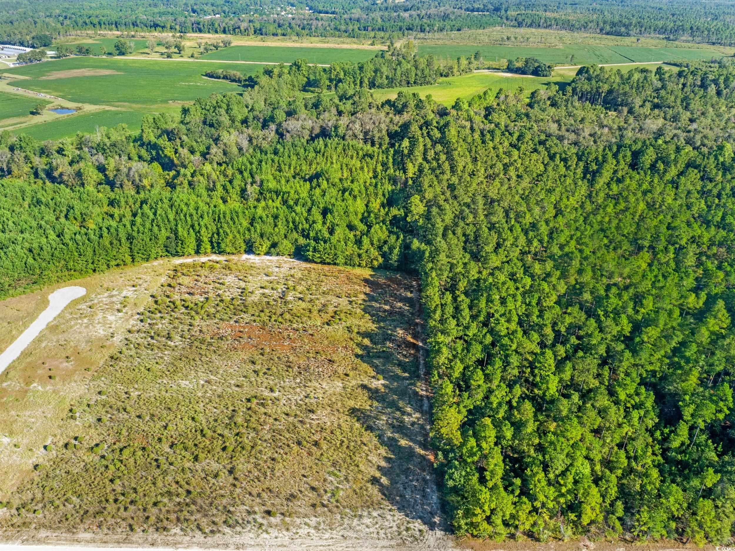 Tbd Tansy Road Loris, SC 29569 - Photo 4 of 9 View of property location featuring a heavily wooded area