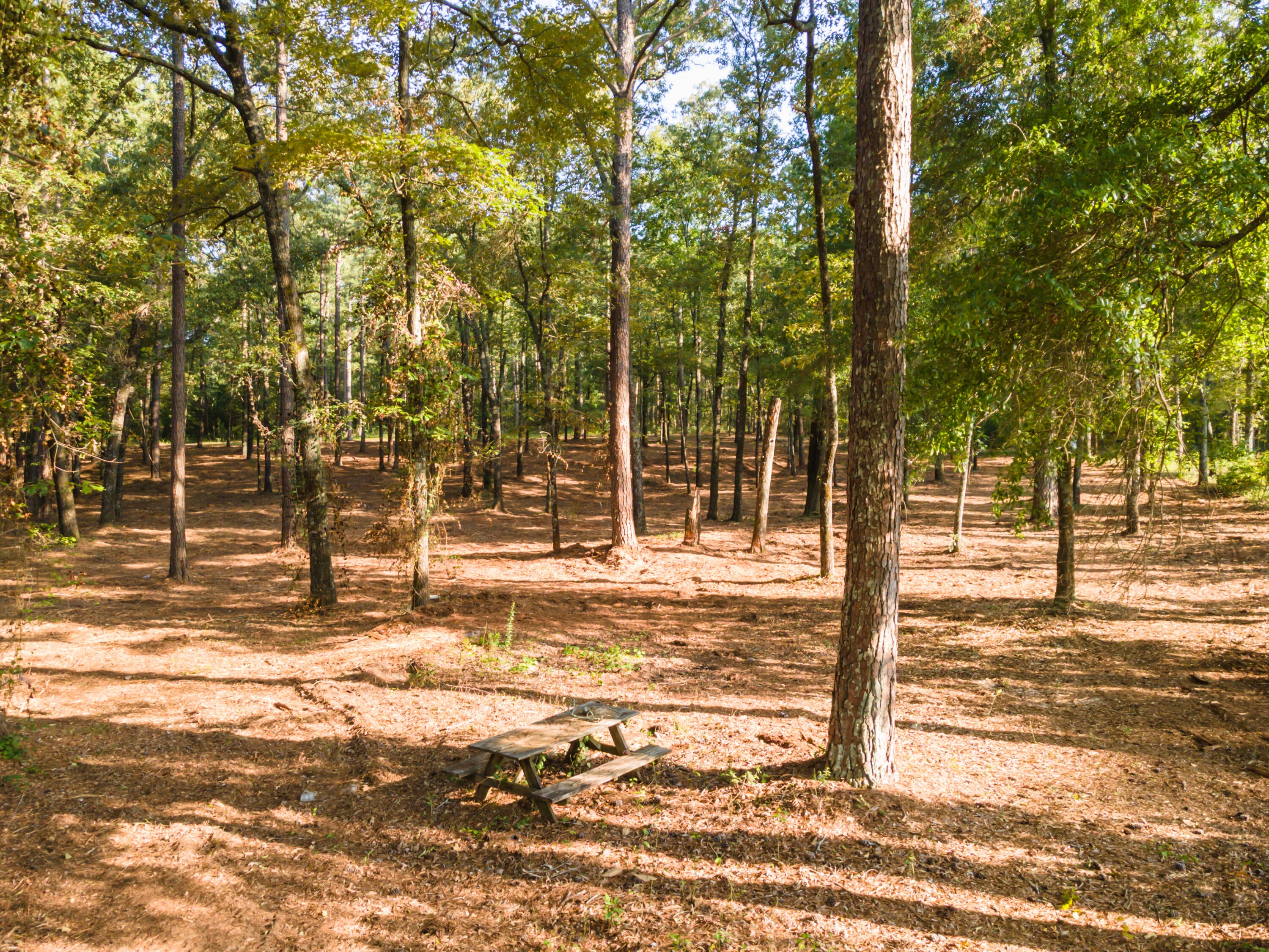 Tbd Edisto Lake Road, Unit 39 Wagener, SC 29164 - Photo 19 of 39 Gallery Image 19