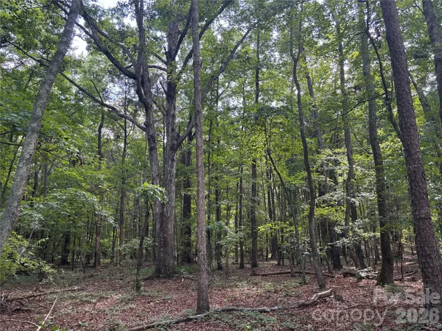 a view of a forest with trees