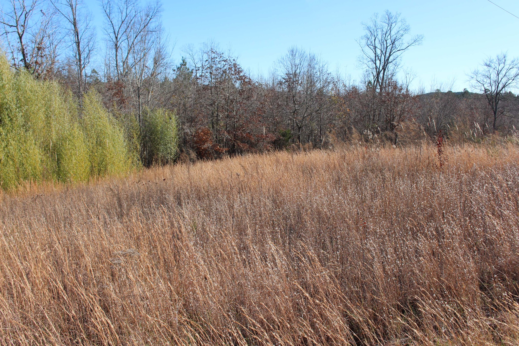 1031 Ridge Road Savannah, TN 38372 - Photo 6 of 9