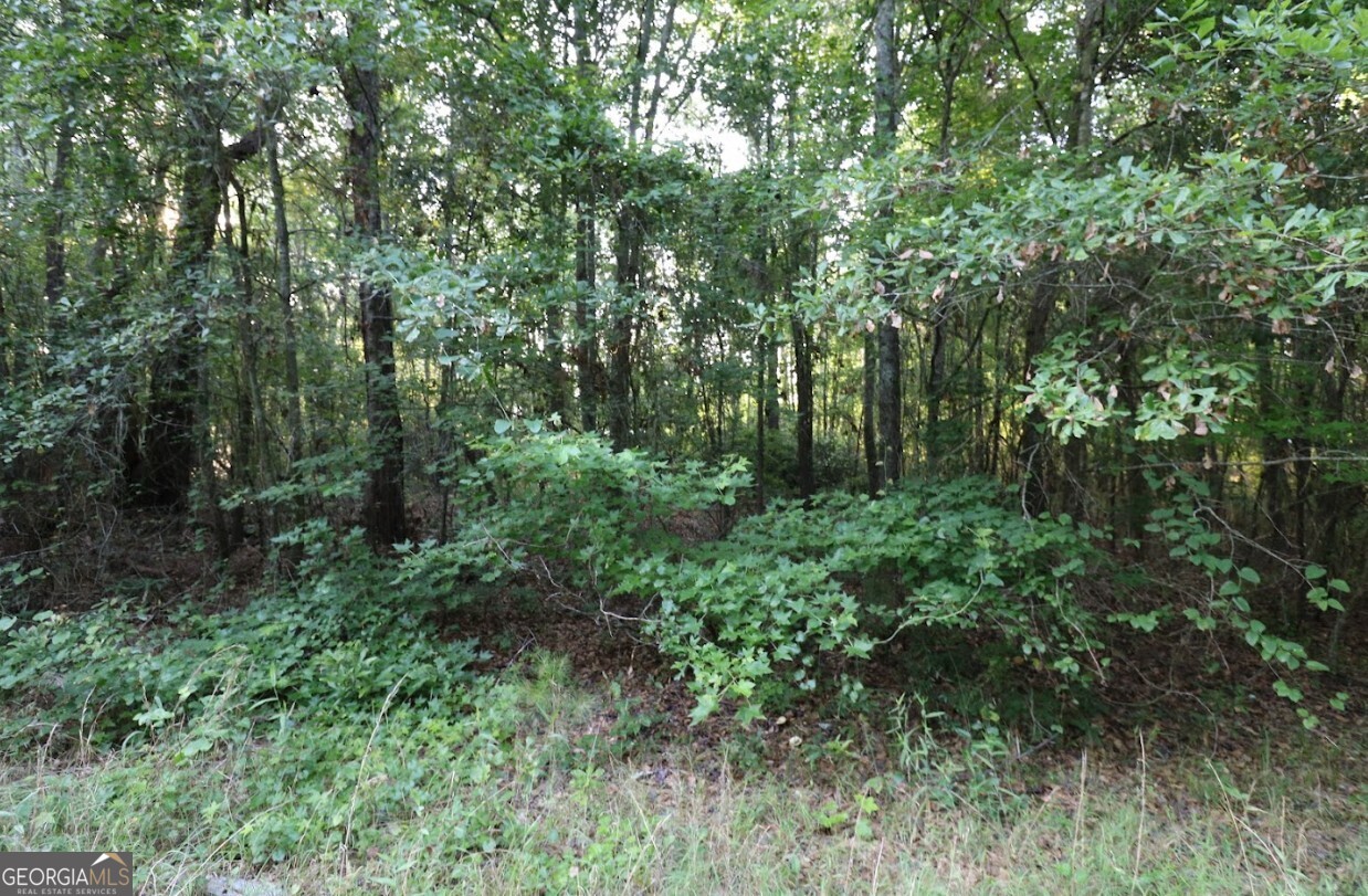 0 Kings Mill Road, Unit 6 Wrens, GA 30833 - Photo 4 of 23 a view of a lush green forest with lots of trees