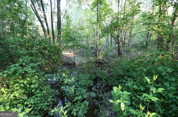 a view of a lush green forest