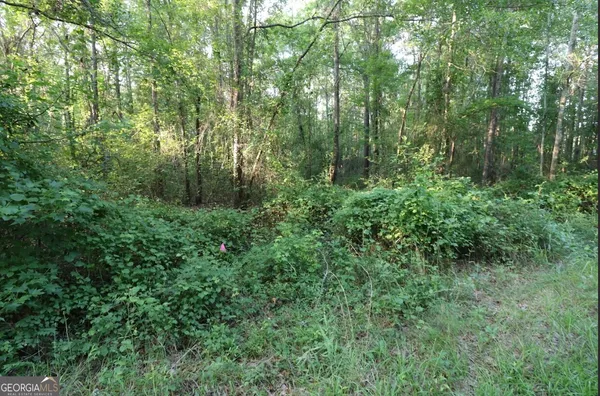 a view of a lush green forest with trees