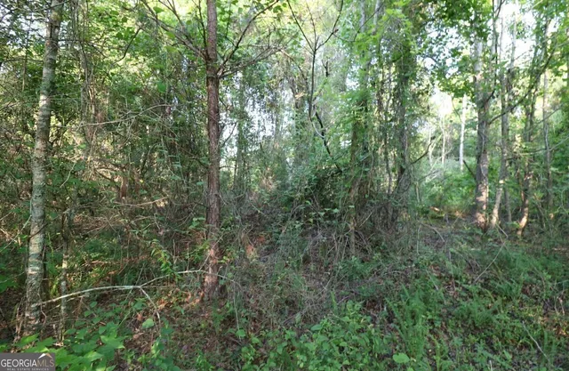 a view of a forest with lush green forest