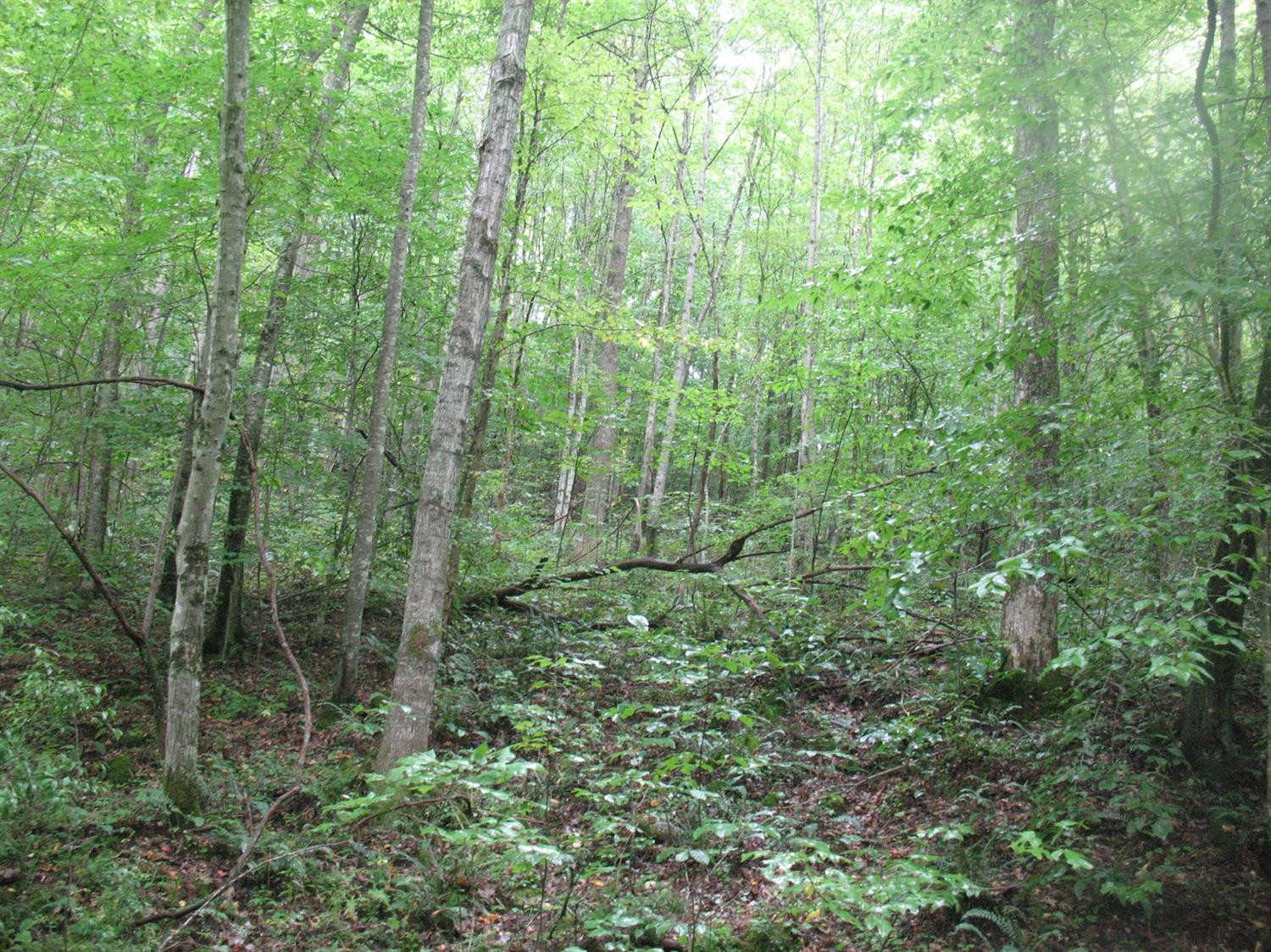 9999 Lost Fork Road Manchester, KY 40962 - Photo 7 of 11 Photo 7