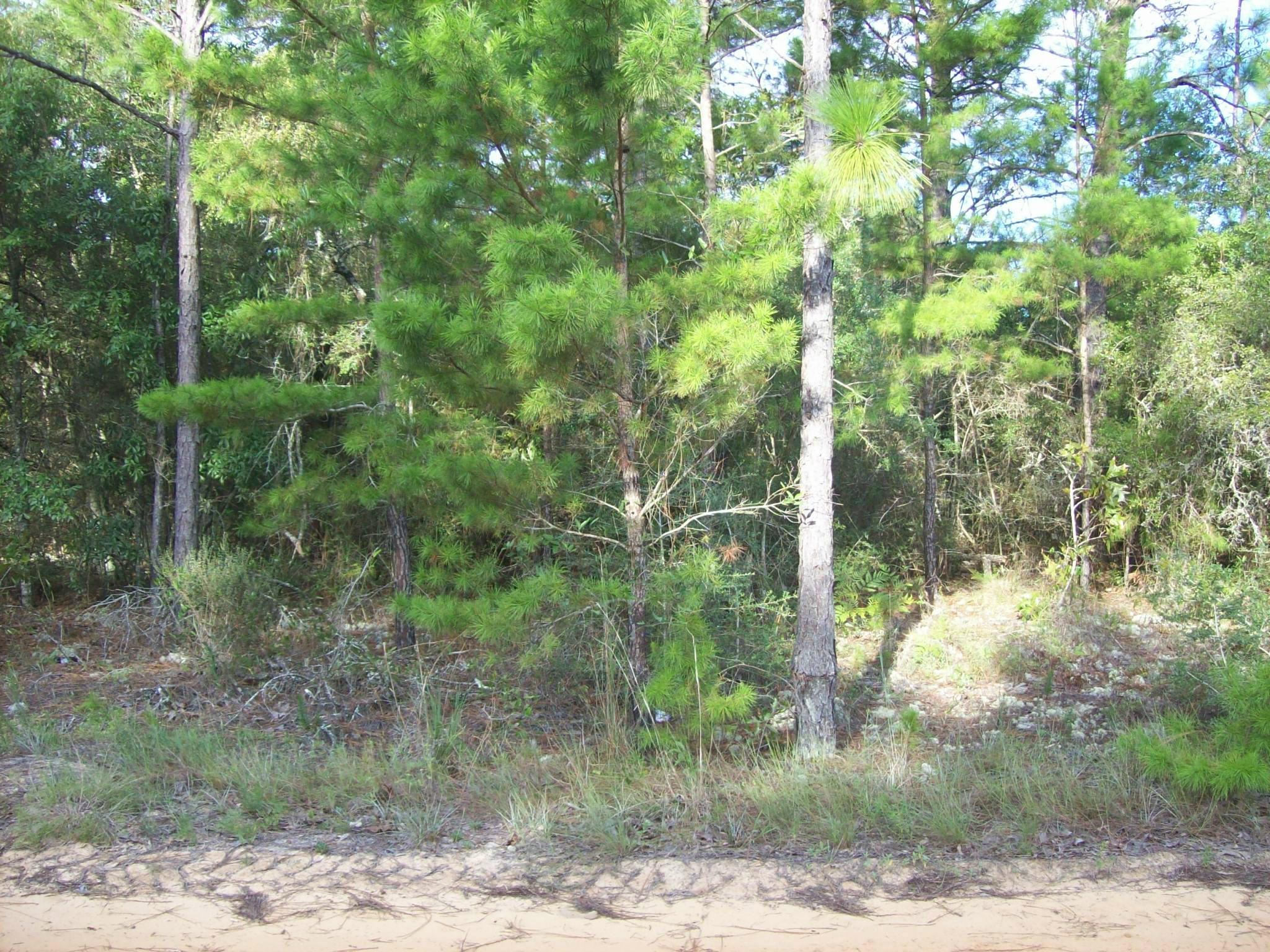 Xxx Randi Road Crestview, FL 32539 - Photo 2 of 5 Gallery Image 2
