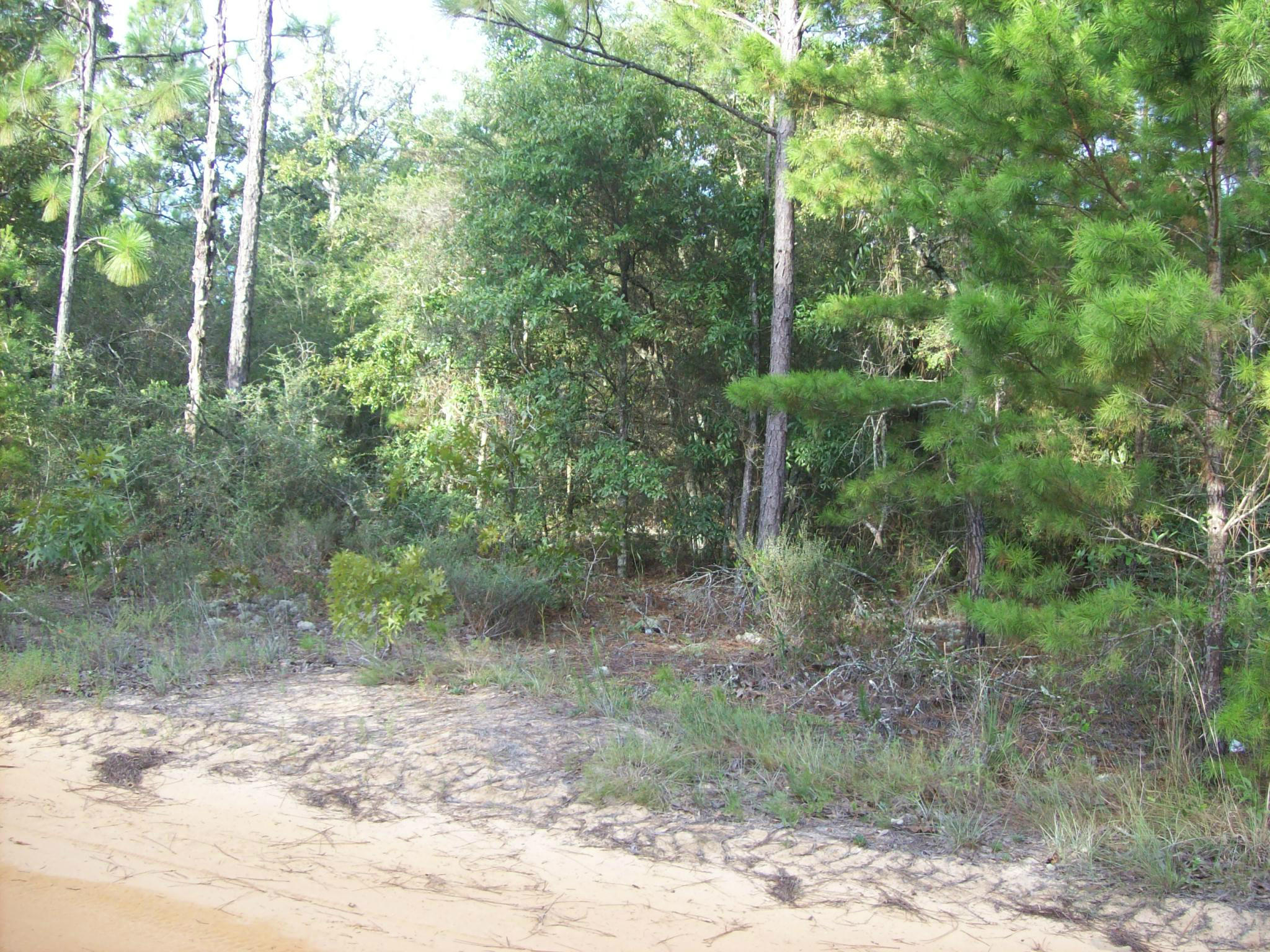 Xxx Randi Road Crestview, FL 32539 - Photo 3 of 5 Gallery Image 3