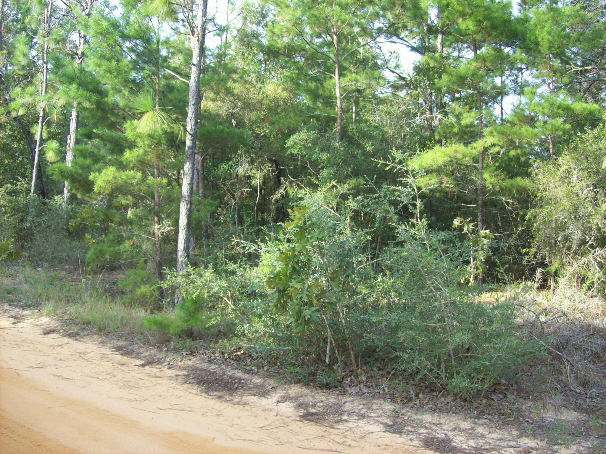 Xxx Randi Road Crestview, FL 32539 - Photo 4 of 5 Gallery Image 4