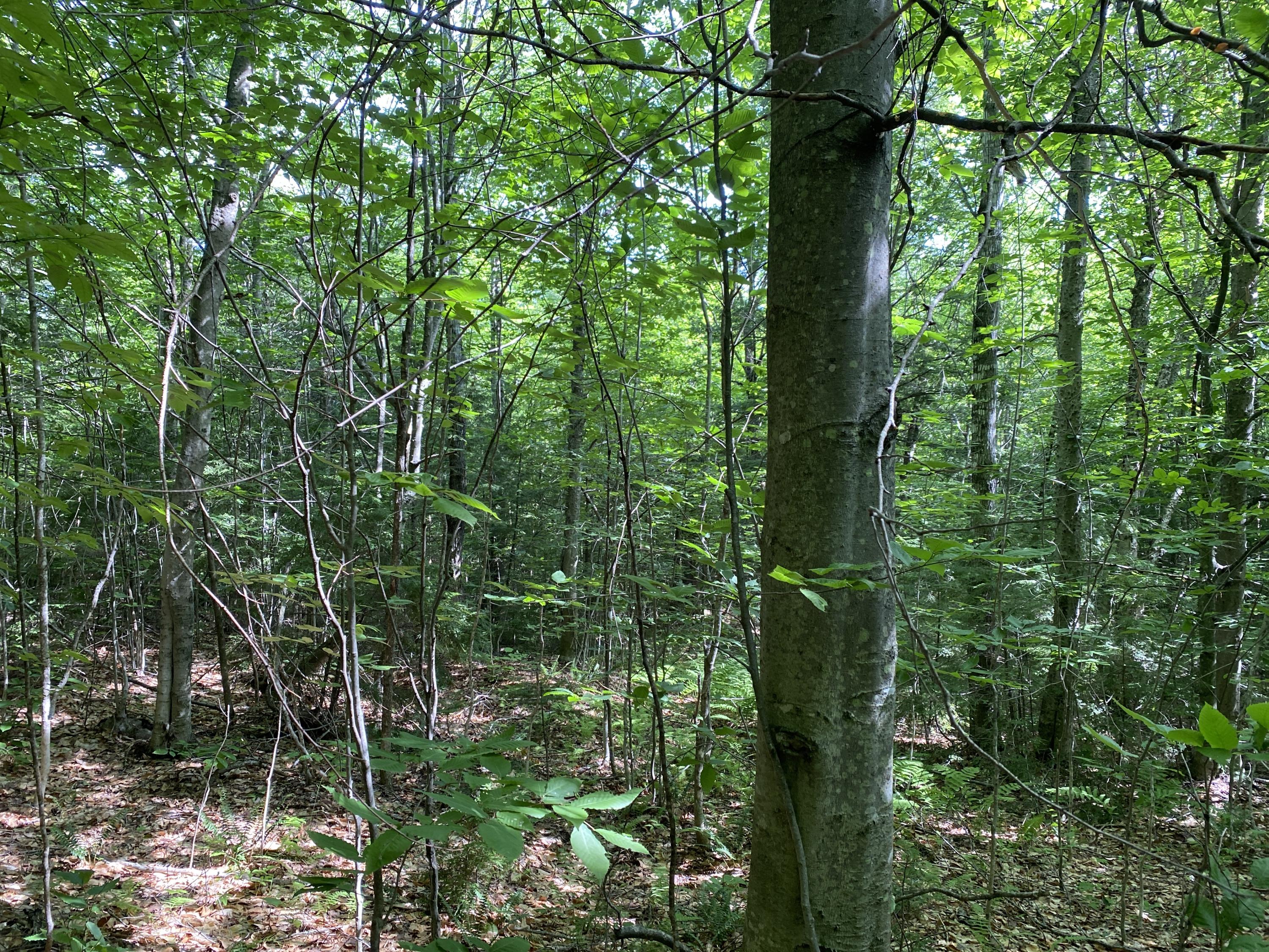 596 Valley Road Anson, ME 04911 - Photo 10 of 16 IMG_0669